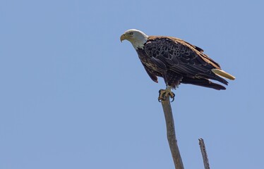 red tailed hawk