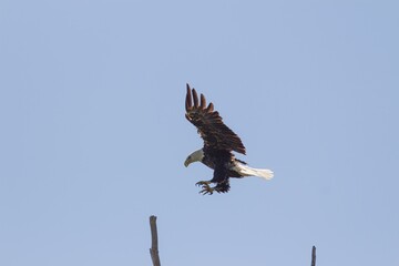 american bald eagle