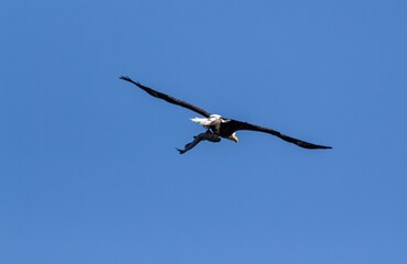 bird in flight