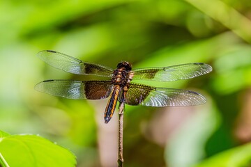 dragonfly on a leaf