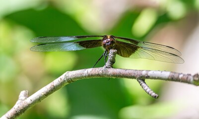 close up of a dragonfly