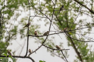 branches of a tree