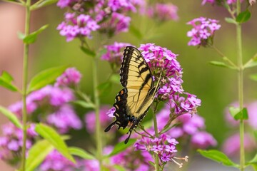 Fragrance fills the morning air.
