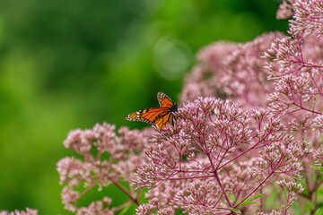 Sunlight enhances flowers’ natural glow.
