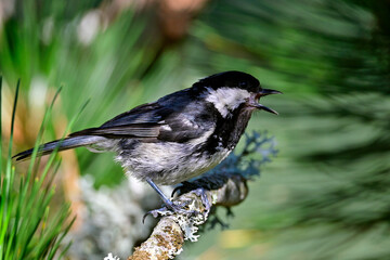 singing Coal tit // singende Tannenmeise (Periparus ater) 