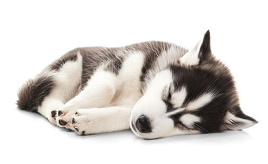 Fototapeta premium Peaceful young husky sleeping on isolated background