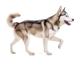 Siberian husky in walking pose, side view on isolated background
