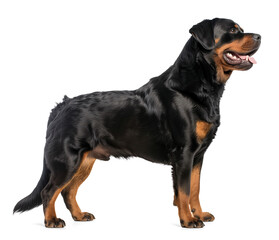 Side view of a Rottweiler dog on isolated transparent background