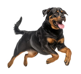Happy Rottweiler dog jumping floating in the air on isolated background