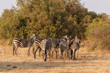 Obraz premium Zebra. Plains zebra (Equus quagga, formerly Equus burchellii), also known as the common zebra walking around in Mashatu Game Reserve in the Tuli Block in Botswana.