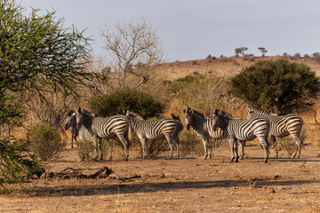 Obraz premium Zebra. Plains zebra (Equus quagga, formerly Equus burchellii), also known as the common zebra walking around in Mashatu Game Reserve in the Tuli Block in Botswana.