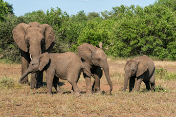 Obraz premium Elephant herd walking in Mashatu Game Reserve in the Tuli Block in Botswana.