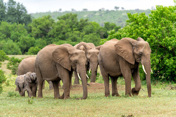 Elephant herd walking in Mashatu Game Reserve in the Tuli Block in Botswana.