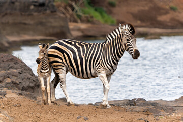 Obraz premium Zebra. Plains zebra (Equus quagga, formerly Equus burchellii), also known as the common zebra walking around in Mashatu Game Reserve in the Tuli Block in Botswana.