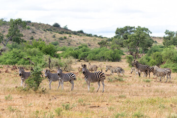 Obraz premium Zebra. Plains zebra (Equus quagga, formerly Equus burchellii), also known as the common zebra walking around in Mashatu Game Reserve in the Tuli Block in Botswana.