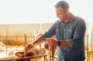 A young smiling man is stroking a calf in a cowshed. A laughing farmer in casual clothes takes care of the pets on the farm. © Dasha Petrenko