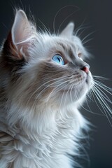 Fototapeta premium Close-Up of Fluffy Blue-Eyed Cat with Long Whiskers Against Dark Background.