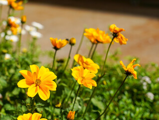 Fototapeta premium yellow flowers in the garden