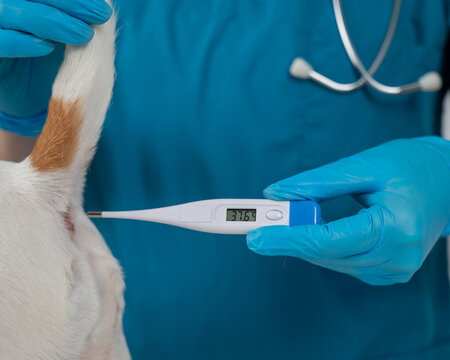 A veterinarian measures a dog's temperature rectally with an electronic thermometer.