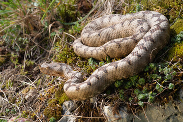 Hornviper sonnt sich auf Moos