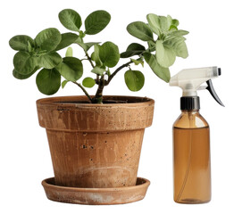Fototapeta premium Potted plant with spray bottle