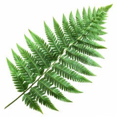 Close-up of a green fern leaf isolated on white background. High-resolution image showcasing the intricate pattern and texture of the foliage.