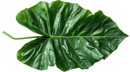 Obraz premium Close-up of a Philodendron leaf isolated on white background showing lush green foliage ideal for botanical and nature-themed designs.