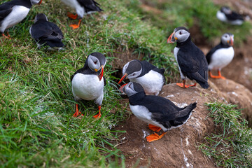 Group of atlantic puffins standing and perching on a grassy cliffside