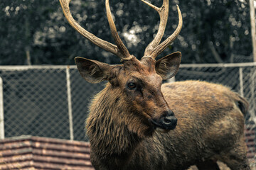 deer in the forest