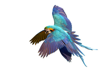 Colorful flying Blue and Gold Macaw parrots isolated on transparent background png file