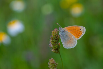 little butterfly on the grass, Caucasian Heath, Coenonympha symphita