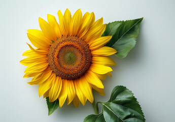 Obraz premium A yellow sunflower with a green leaf on top. The flower is the main focus of the image, and the leaf is placed on top of it, creating a sense of balance and harmony