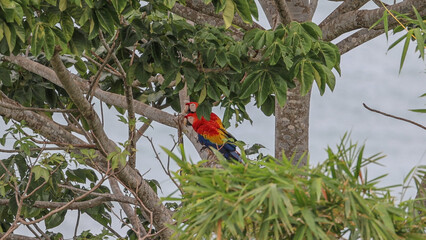 Scarlet Macaws