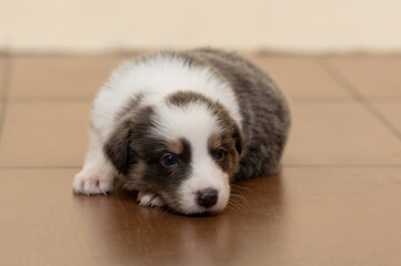 A full-length border collie puppy on a beige background. Pets