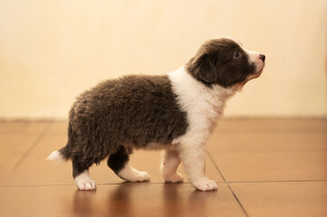 A full-length border collie puppy on a beige background. Pets