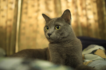 close up lovely Korat cat resting on bed