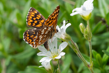 Schlüsselblumen-Würfelfalter (hamearis lucina)
