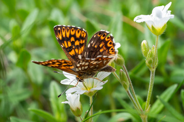 Schlüsselblumen-Würfelfalter (hamearis lucina) auf weißer Blüte