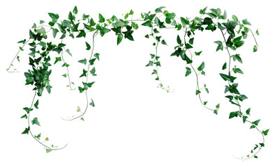 Green vine hanging decoration element