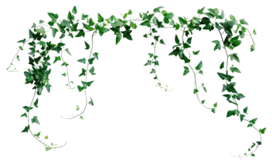 Green vine hanging decoration element