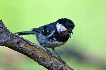 singende Tannenmeise // singing Coal tit (Periparus ater) 