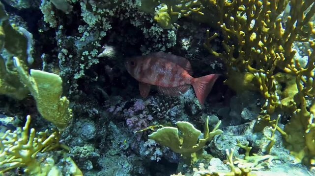 Crescent tail Bigeye (Priacanthus hamrur), Taken inSharm el Sheikh, Egypt.