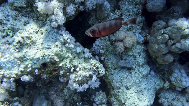 Crescent tail Bigeye (Priacanthus hamrur), Taken inSharm el Sheikh, Egypt.