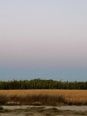 misty morning in the forest