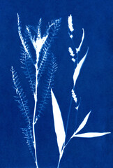 Unique hand-printed monotype. Made using a kind of antique photography called cyanotypes with fresh cut or dried flowers. Each print is entirely unique.