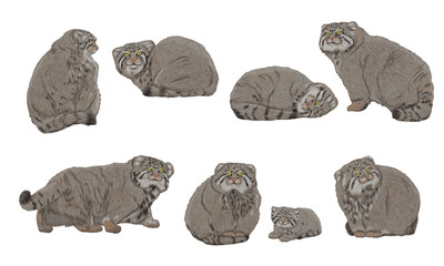 A set of Pallas cats in different poses. Pallas' cats and their kittens lie, sit and walk. Realistic cat animals of Asia. Vector animals