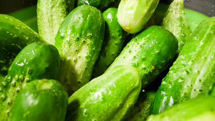 Freshly picked cucumbers closeup garden produce wet and fresh