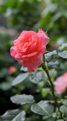 Close Up Pink Rose in Full Bloom