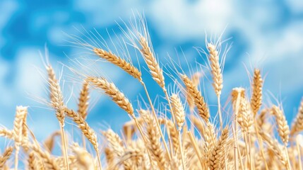 Fototapeta premium Wheat field with wheat ears and blue sky background