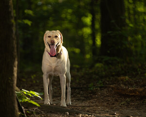 Yellow Labrador Retriever in the forest